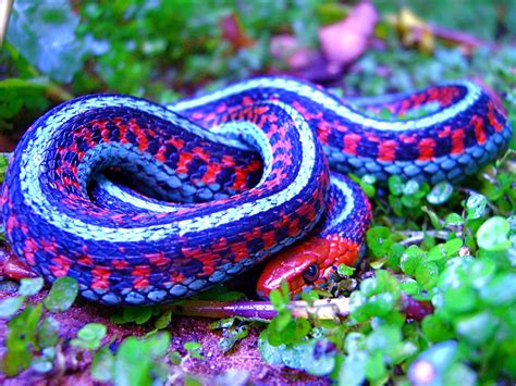 Thamnophis sirtalis infernalis; California Red-sided Garter Snake - a ...