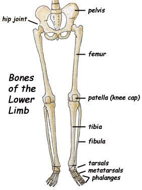 the femur (upper leg), patella (kneecap) and the tibia & fibula (lower leg) | Lower limb, Lower ...