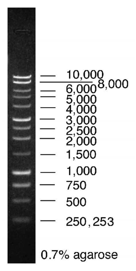 Promega BenchTop DNA Markers 1kb DNA Ladder, 600μL (100 lanes):Gel Electrophoresis | Fisher ...