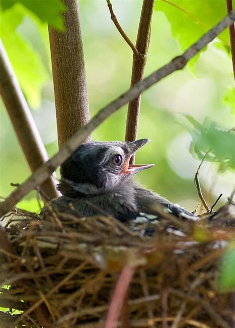 Blue Jay nest within reaching distance - PentaxForums.com