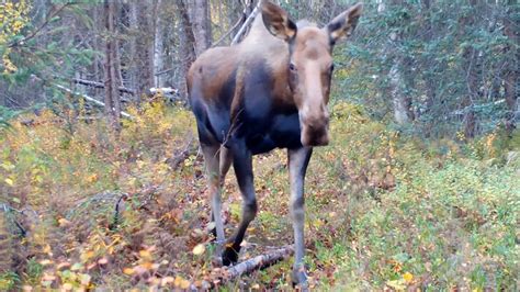 Alaska Wildlife Video September 21, 2022 - YouTube