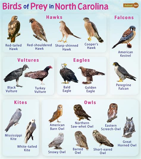 North American Birds Of Prey Identification