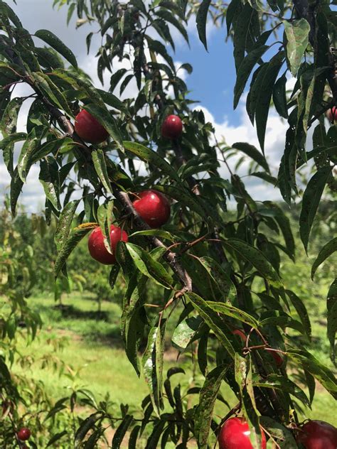 Chickasaw Plum – Chestnut Hill Nursery