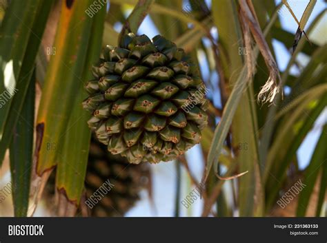 Screw Pine Fruit Image & Photo (Free Trial) | Bigstock