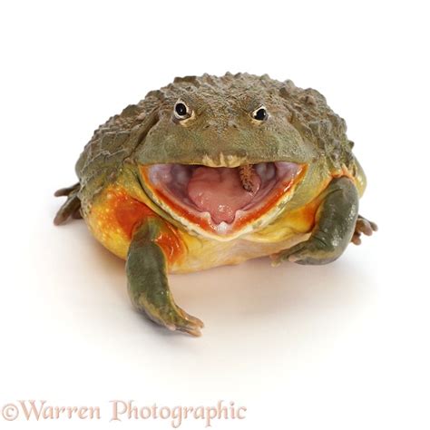 African Bullfrog, eating photo WP46708