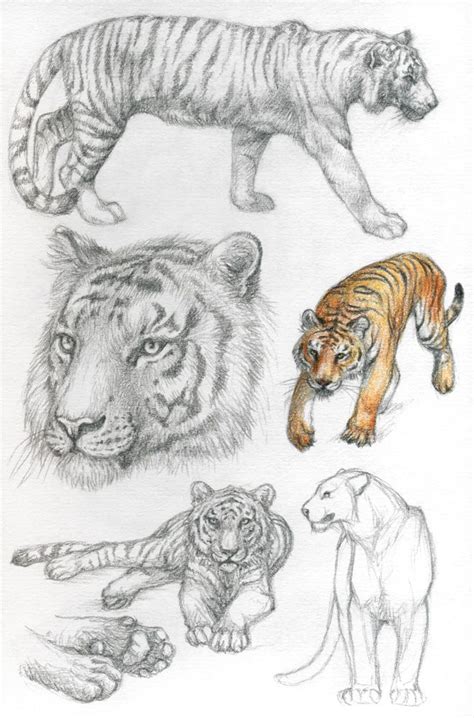 ASP4: Bengal tiger by Dragarta.deviantart.com | Tiger drawing, Tiger artwork, Animal drawings