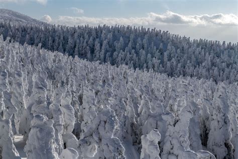 Juhyo: The Snow Monsters on Japan’s Mount Zao - The Atlantic