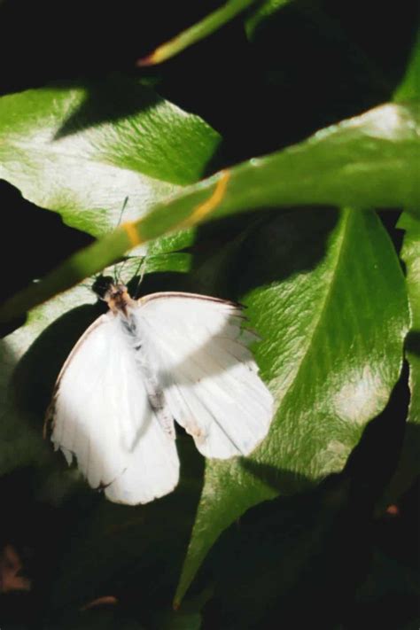 11 Spiritual Meaning of a White Moth