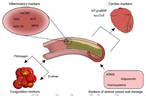 Plasma biomarkers included in this review. High-sensitivity CRP ...