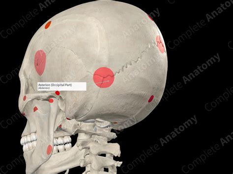 Asterion (Occipital Part) | Complete Anatomy