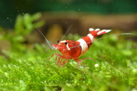 Mastering Breeding Freshwater Shrimp | Expert Tips