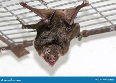 Common Vampire Bat Stock Photos - Image: 33705303