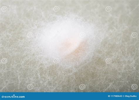 Bacteria stock image. Image of research, fungi, dirty - 117980643