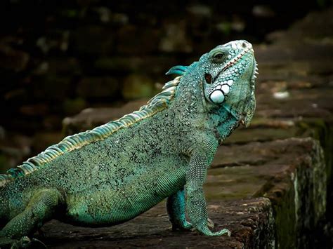 IGUANA AT DEVIL'S ISLAND-FRENCH GUIANA | French guiana, Iguana, French antilles