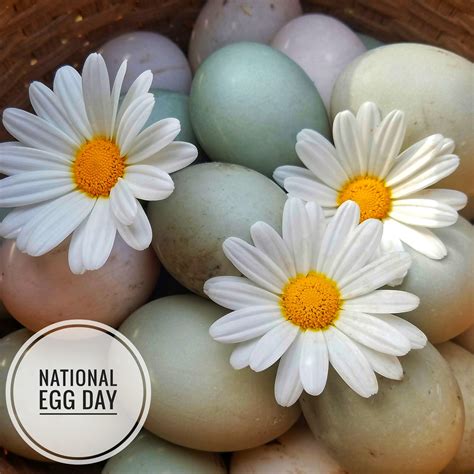 National Egg Day | Stargazer Hollow