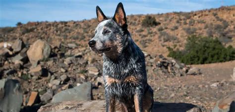 Blue Heeler Limping Back Leg: Here’s Why And What To Do - Canines and Pups