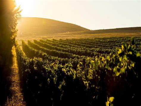 Weekly Wednesday Trail - Meerendal , Meerendal Wine Estate, Durbanville, 11 September 2024 ...