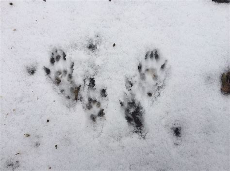 Animal Footprints In Snow