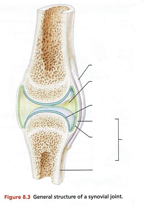 Articular Capsule