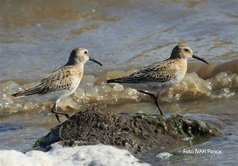 The Dunlin | Project Noah