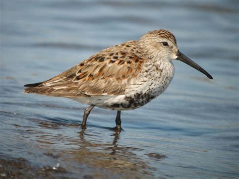 1000+ images about Shorebirds on Pinterest | The family, Festivals and Gull