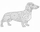 26 Best Ideas For coloring  Dachshund Coloring Pages sketch template