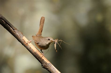 Bird Eating Insect