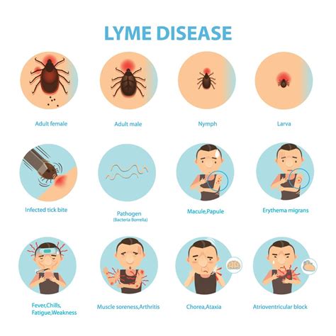 A New Lyme Disease Treatment in Rhode Island - Rhode Island Monthly