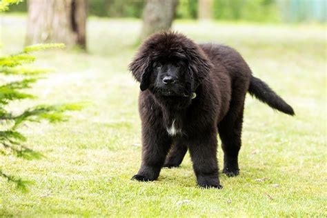 How to Train a Newfoundland Puppy: Timeline & Schedule