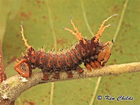 Imperial moth Eacles imperialis (Drury, 1773) | Butterflies and Moths of North America