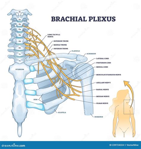 Brachial Plexus Network of Nerves in the Shoulder Structure Outline ...