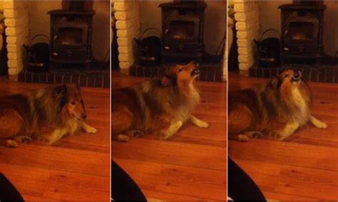 Shetland Sheepdog howls along to EastEnders theme song in perfect tune ...