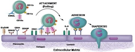 Adhesion Molecules I: R&D Systems