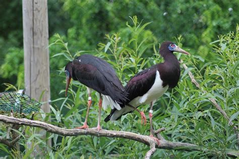 Stork Storks Nest On The - Free photo on Pixabay - Pixabay