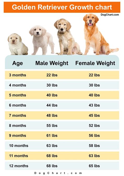 Golden Retriever Growth Chart by month - Growth Stages