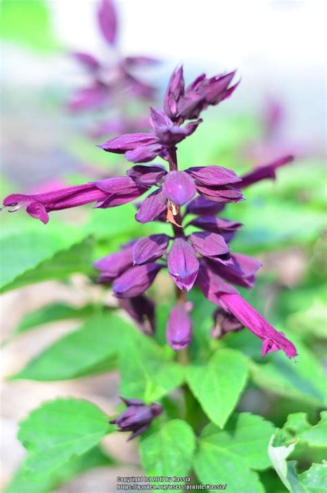 Scarlet Sage (Salvia splendens Vista™ Purple) in the Salvias Database ...