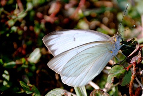 Field Notes and Photos: Great Southern White Butterfly