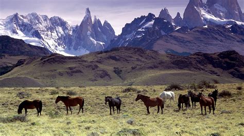 Horses On Grass Field With Background Of Mountain HD Horse Wallpapers ...