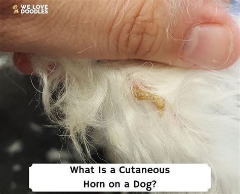 What Is a Cutaneous Horn on a Dog?