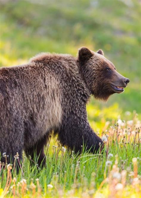 Bears in Banff National Park: What you Need to Know Before you Visit