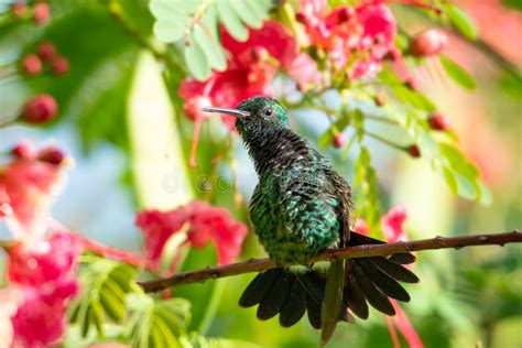 Green Hummingbird Sunbathing in a Unique Position Surrounded by ...