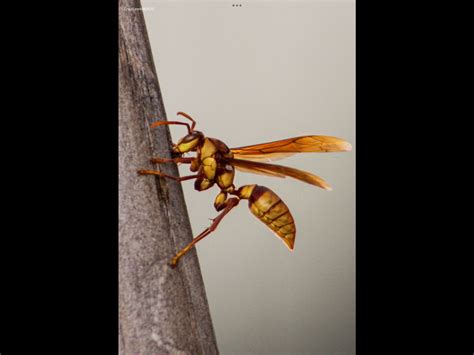 Executioner wasp by thesavagewendigo678 on DeviantArt