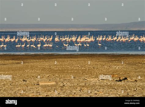 Colony of pink flamingos in Lake Abbe in Djibouti, horn of Africa Stock ...