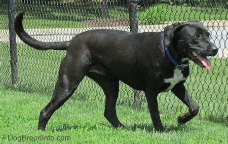 Labrabull Dog Breed Information and Pictures