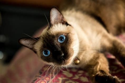 Friendly Cat Breeds That Are Social and Loving | Reader's Digest