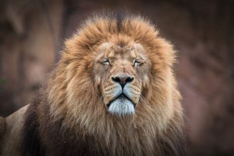 Royalty Free Sad Lion Pictures, Images and Stock Photos - iStock