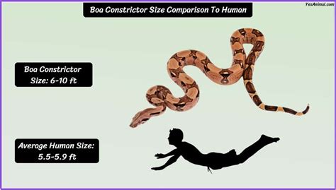 Boa Constrictor Size: How Big Are They Compared To Others?