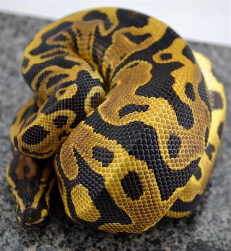 Leopard Ball | Python regius, Ball python morphs, Pet snake