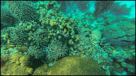 Lakshadweep in ecological crisis: Researchers find widespread bleaching of coral reefs due to ...