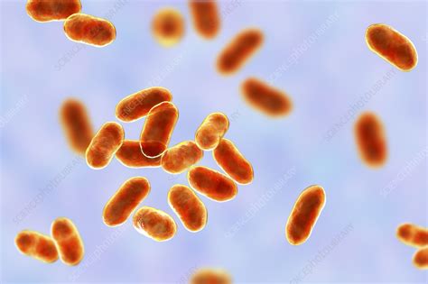 Prevotella bacteria, illustration - Stock Image - F037/6708 - Science ...